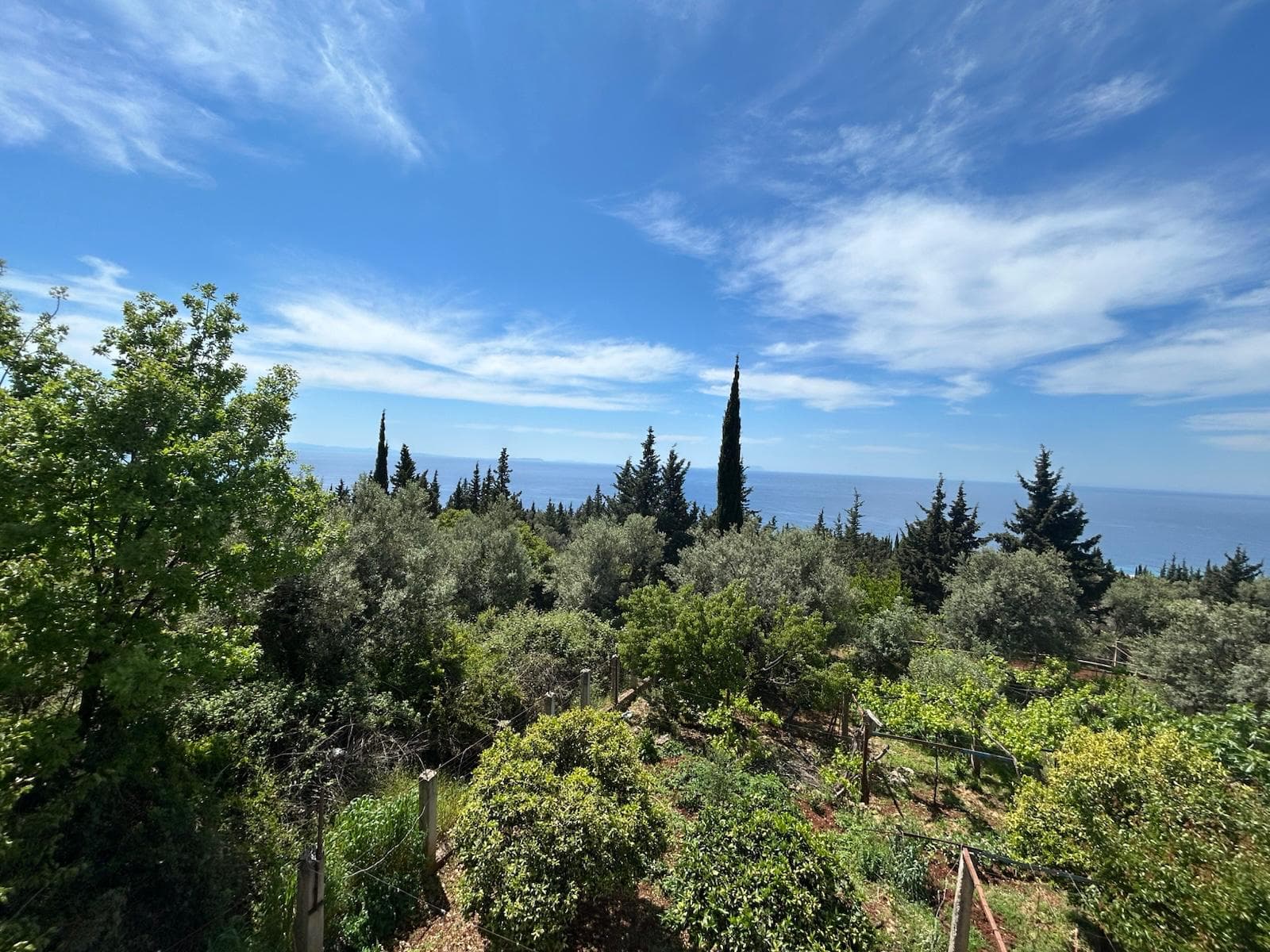 Olive groves and Ionian Sea view from Kristaqi Rooms