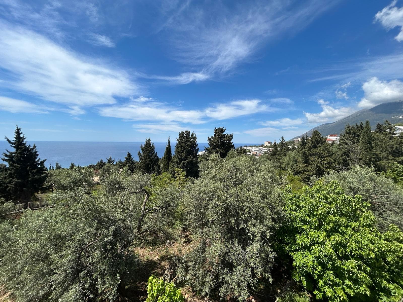 Olive groves and Ionian Sea horizon